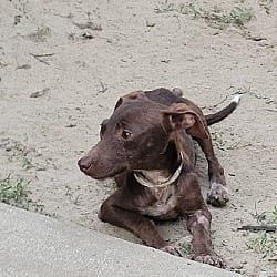 Photo of Hershey, adoptable Chihuahua in Gretna, Florida