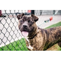 Photo of Ren, adoptable Mixed Breed (Medium) in New Castle, Delaware