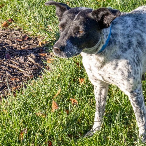 Photo of Waverly, adoptable Australian Cattle Dog/Blue Heeler in Maryland, Missouri