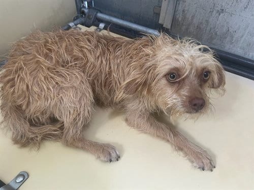 Photo of Aurora, adoptable Terrier in Lancaster, California