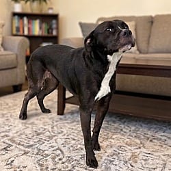 Photo of Baby, adoptable American Pit Bull Terrier Mixed Breed (Medium) in Pittsfield, Illinois