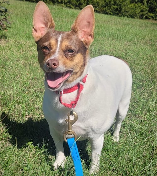 Photo of Toefoo (VA), adoptable Rat Terrier in Atlanta, Georgia