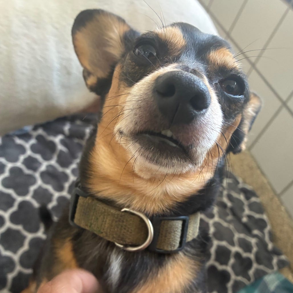 Photo of Taz, adoptable Chihuahua in Houston, Texas