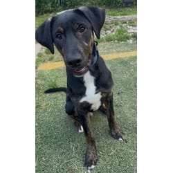 Photo of Goose, adoptable Doberman Pinscher Labrador Retriever in Irmo, South Carolina