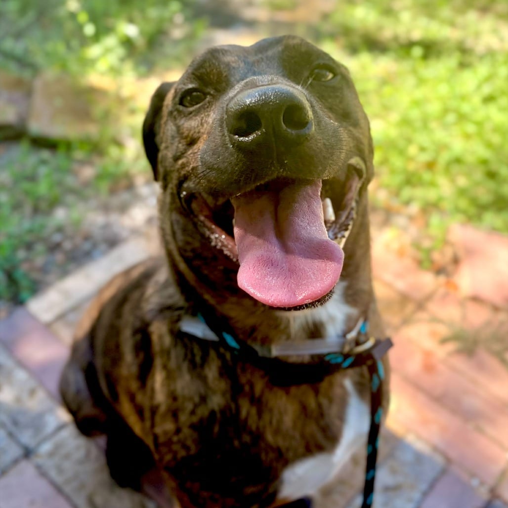 Photo of Geno, adoptable Mixed Breed (Medium) in Houston, Texas