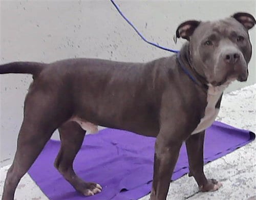 Photo of Zeus, adoptable Staffordshire Bull Terrier in Houston, Texas