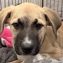 Photo of Maverick, adoptable Labrador Retriever Black Mouth Cur in Hartwell, Georgia