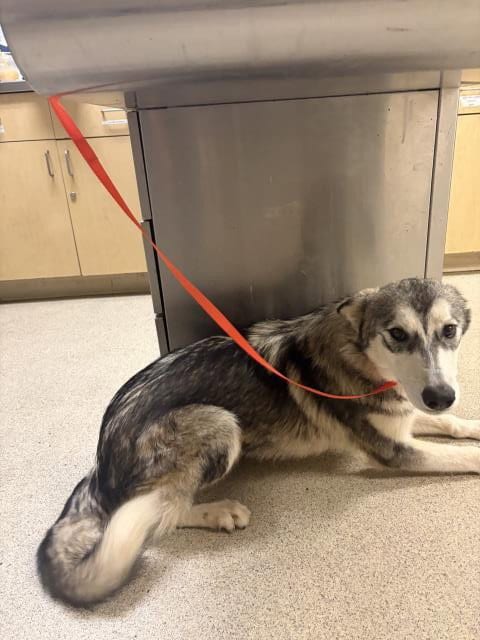 Photo of Ellie, adoptable Husky in Riverside, California