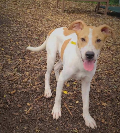 Photo of Jagger, adoptable Hound in Bloomingdale, New Jersey
