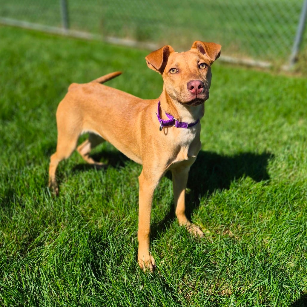 Photo of Tandy, adoptable Mixed Breed (Medium) in Woodstock, Illinois