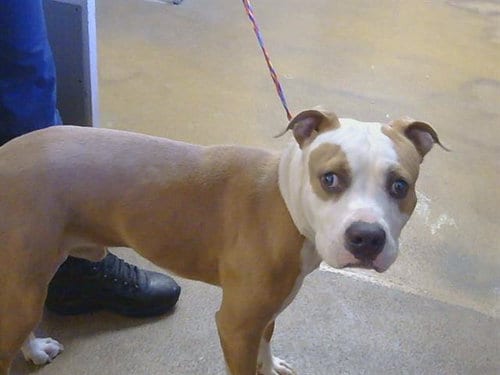 Photo of A929998, adoptable Pit Bull Terrier in Sacramento, California