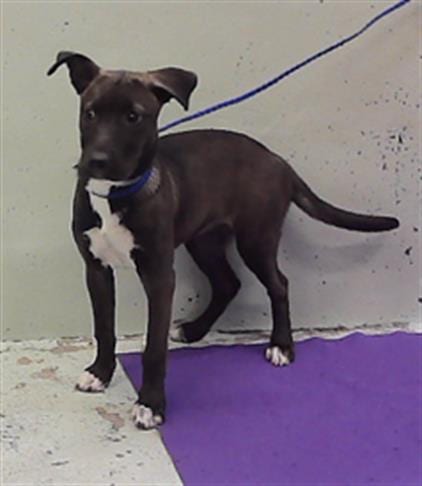 Photo of Pepper, adoptable Staffordshire Bull Terrier in Houston, Texas