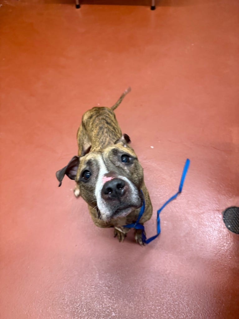 Photo of Dora, adoptable Mixed Breed in Douglasville, Georgia