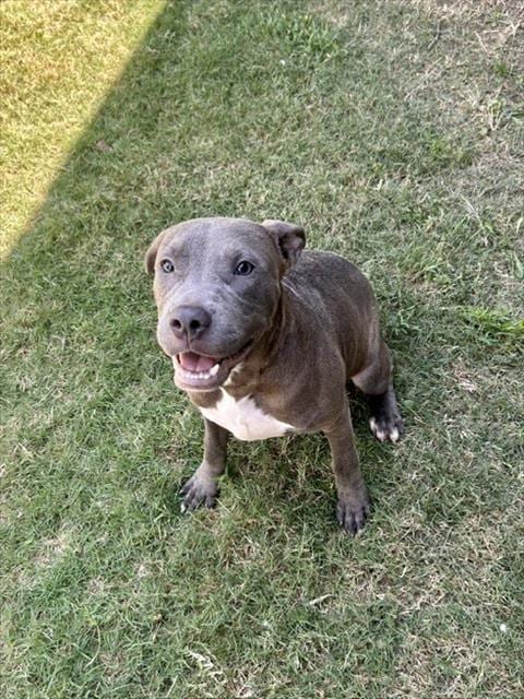 Photo of Chicken, adoptable Pit Bull Terrier in Temple, Texas