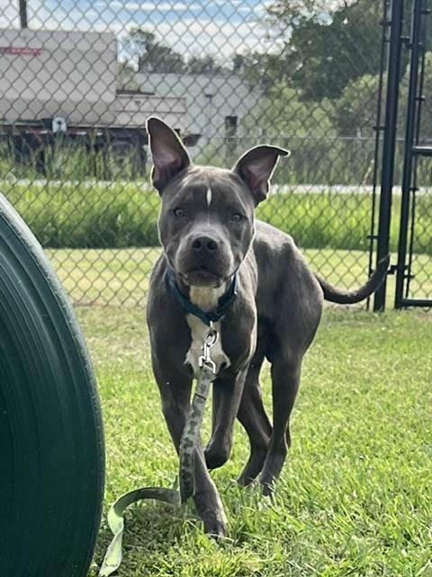 Photo of A1284669, adoptable Bulldog in Winter Haven, Florida