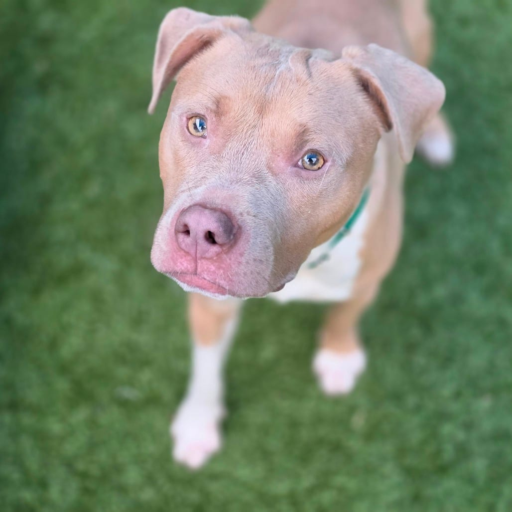 Photo of Romeo, adoptable Terrier, Pit Bull in Greensboro, North Carolina