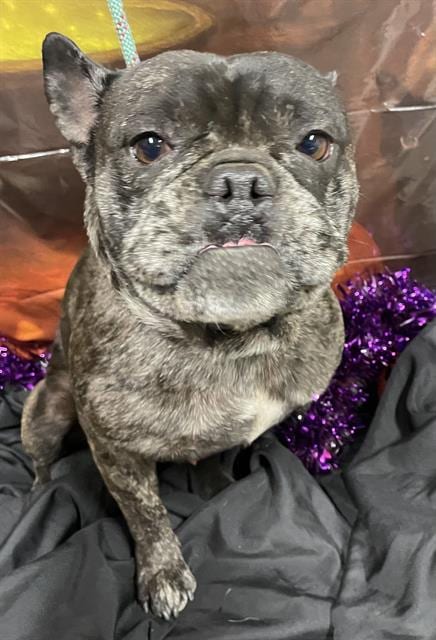 Photo of A615286, adoptable French Bulldog in Modesto, California