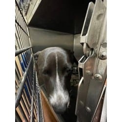 Photo of Sea Lion, adoptable American Pit Bull Terrier in Baton Rouge, Louisiana