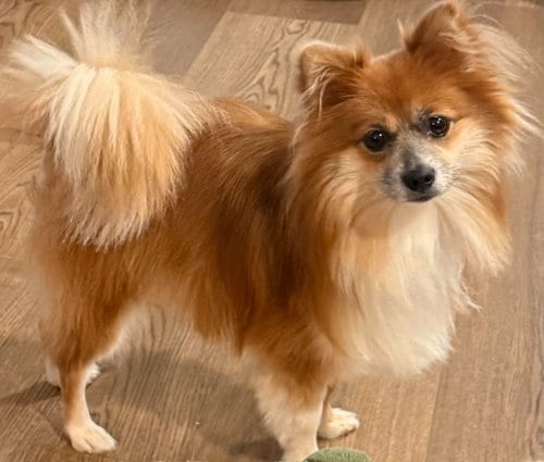 Photo of Sullivan, adoptable Pomeranian in Lebanon, Pennsylvania