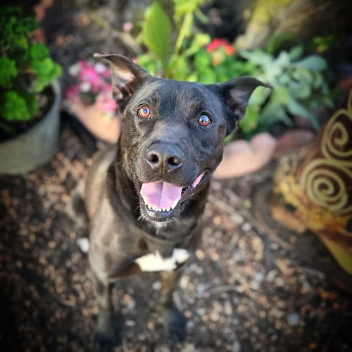 Photo of Buddy, adoptable Labrador Retriever in Alameda, California