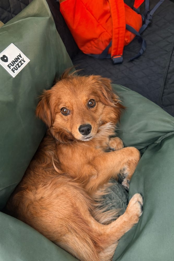 Photo of Bernie, adoptable Australian Shepherd in Eugene, Oregon