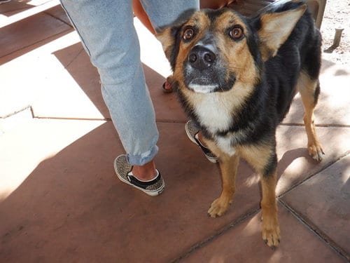Photo of Reggie, adoptable Australian Cattle Dog/Blue Heeler in San Jose, California