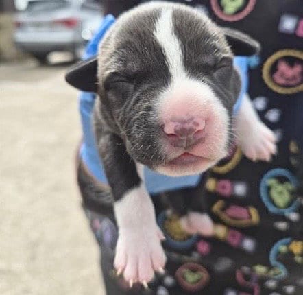 Photo of A659174, adoptable Pit Bull Terrier in Houston, Texas