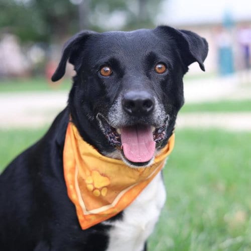Photo of Ferb, adoptable Labrador Retriever in San Antonio, Texas