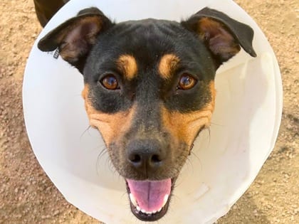 Photo of Kuhli HW+, adoptable dog in Georgetown, Texas