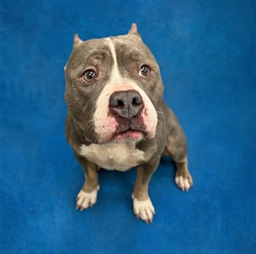 Photo of Fancy Little Lady, adoptable Pit Bull Terrier in Peoria, Illinois