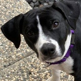 Photo of Trike, adoptable Unknown breed in Pleasanton, California