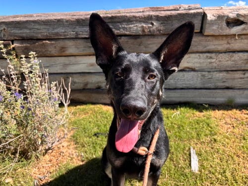 Photo of Susie, adoptable German Shepherd Dog in Albuquerque, New Mexico