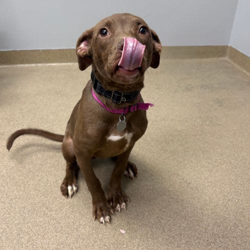 Photo of Sabrina, adoptable Basenji in Aurora, Colorado