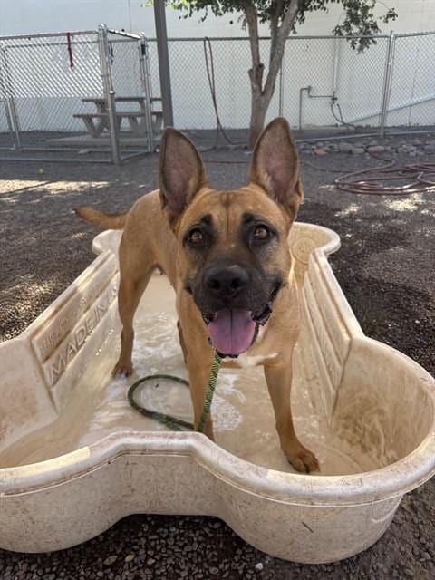Photo of Velma, adoptable German Shepherd Dog in Phoenix, Arizona