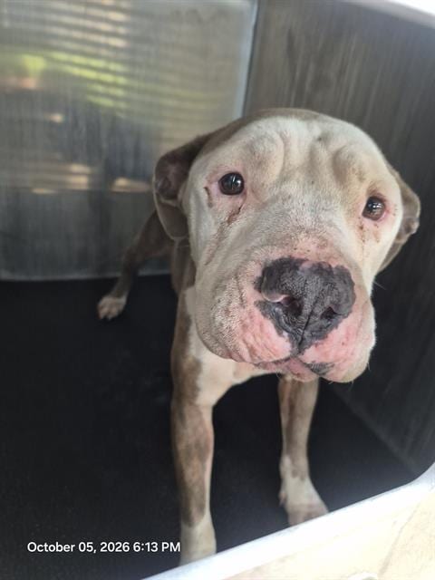 Photo of Modelo, adoptable American Staffordshire Terrier in San Antonio, Texas