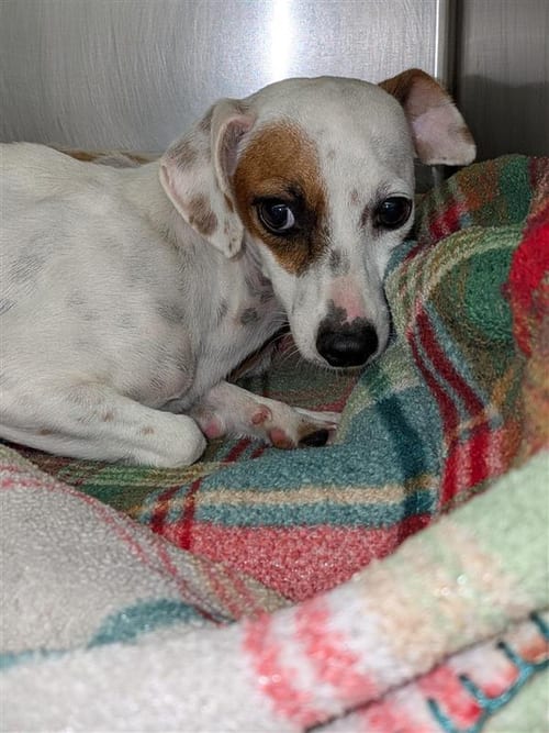 Photo of Ella Langley, adoptable Dachshund in Humble, Texas