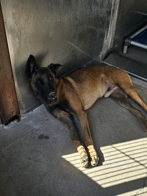 Photo of Senior Belgian Malinois mix, adoptable Belgian Malinois mix in Devore, California