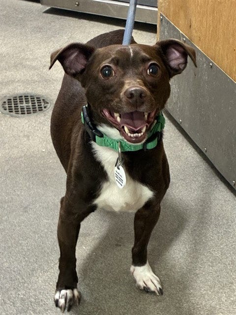 Photo of Bruno, adoptable Chihuahua in Forestville, Maryland