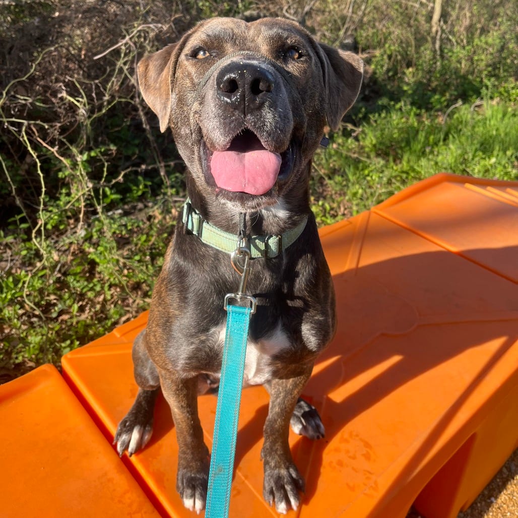 Photo of Tatiana, adoptable Terrier, American Pit Bull / Mix in Kanab, Utah