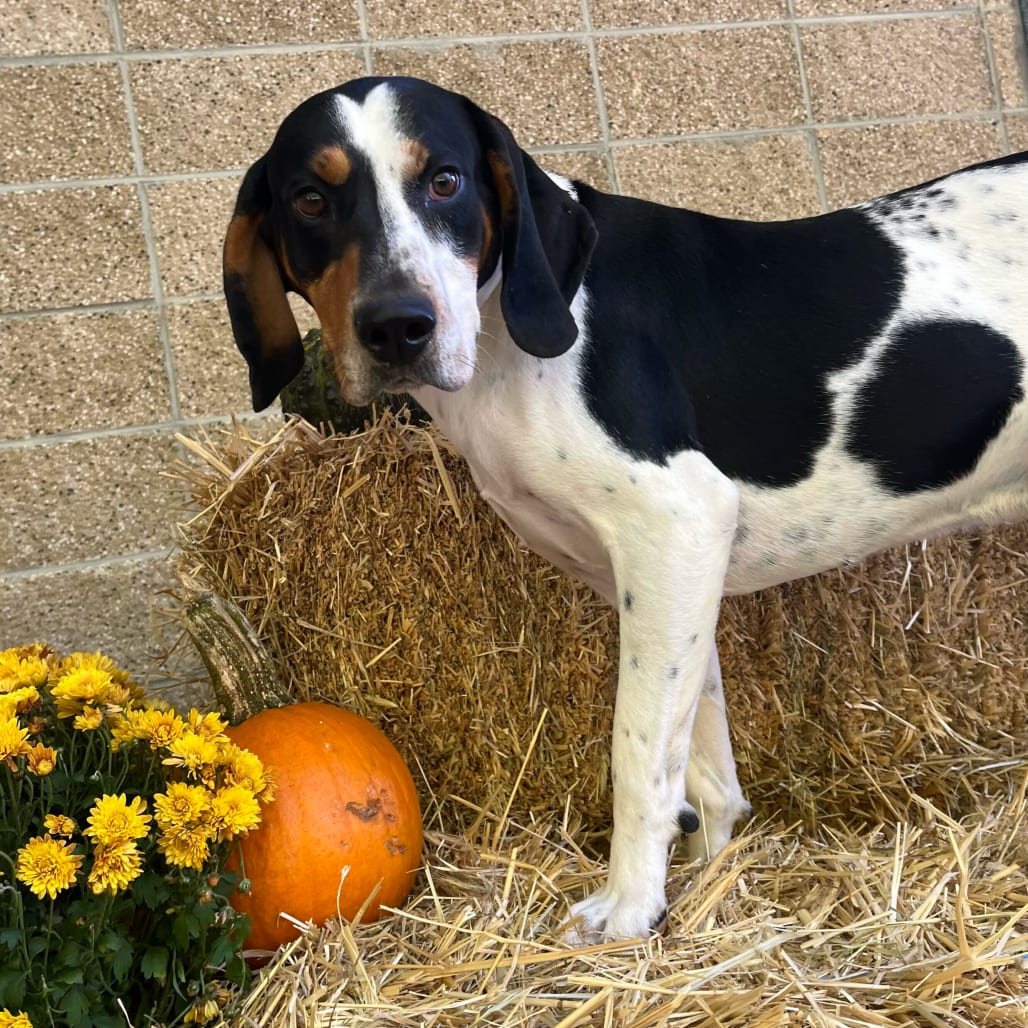 Photo of Ferb, adoptable Coonhound, Treeing Walker