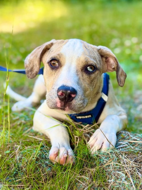 Photo of Tamilu, adoptable Catahoula Leopard Dog in West Cornwall, Connecticut