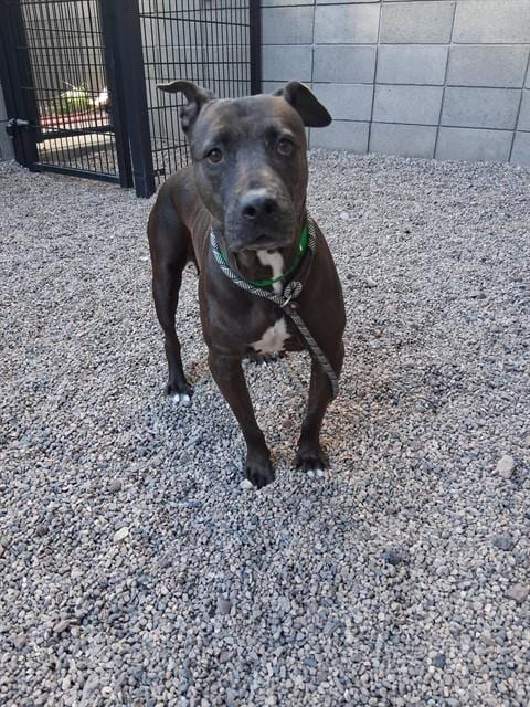 Photo of Mistique, adoptable American Pit Bull Terrier in Mesa, Arizona