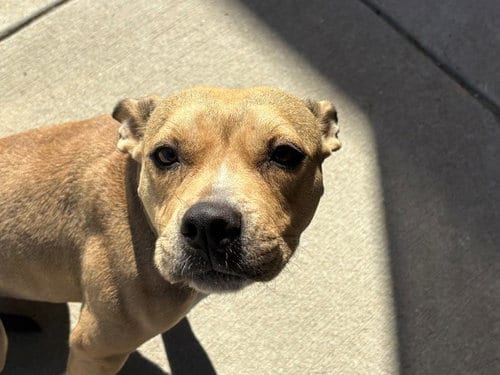 Photo of Dori, adoptable Pit Bull Terrier in Tulsa, Oklahoma