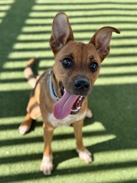 Photo of Evie, adoptable Black Mouth Cur in Boston, Massachusetts