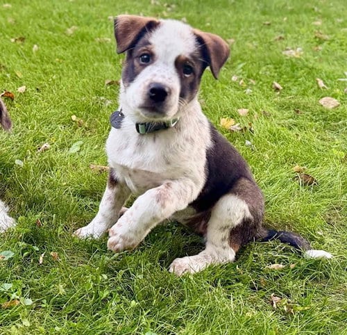Photo of Bacardi, adoptable Australian Cattle Dog/Blue Heeler in Genesee, Wisconsin