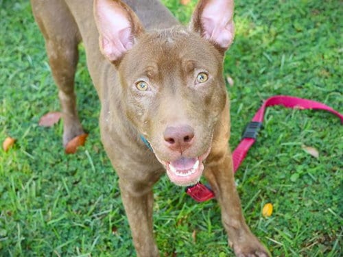 Photo of Moss, adoptable American Pit Bull Terrier in Tallahassee, Florida