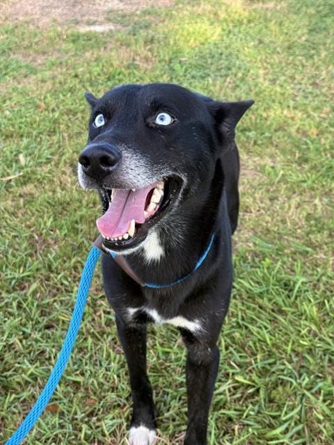 Photo of Paco, adoptable Husky in Sugar Land, Texas