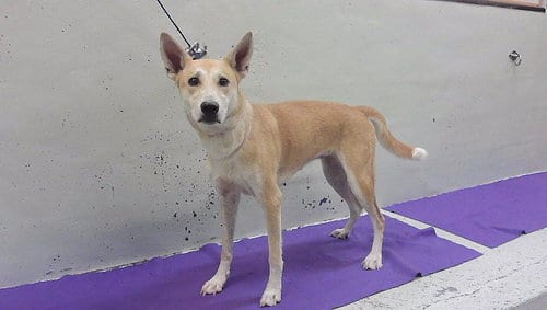 Photo of Kim, adoptable Husky in Houston, Texas