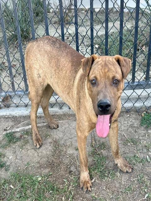 Photo of Peanut, adoptable Chinese Shar-Pei in Riverside, California