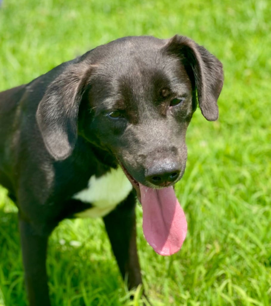 Photo of Blizzard, adoptable Labrador Retriever in Chickamauga, Georgia
